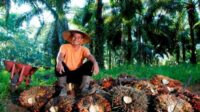 Ilustrasi Petani Kelapa Sawit